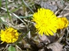 8-4-2015-first-coltsfoots-of-spring.jpg