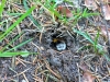 12-06-2015-bumblebee-digging-ground-our-cortyard