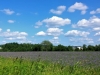15-07-2015-honey-flower-field-in-haltiala