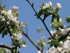 15-5-2016-first-apple-blossoms-early