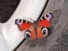 31-10-2016-Peacock-butterfly-at-tyre-change