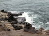sea-lions-at-la-jolla-shore