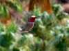 a hummingbird in Palm Canyon California