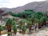 Palm Canyon in Agua Caliente reservation California