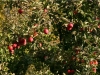 syksyn-viime-omenoita