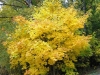 yellow-maple-close-to-our-home