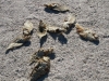 dead-fish-at-salton-sea-shore
