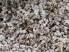 revisit-1-white-beaches-full-of-small-dead-seahells