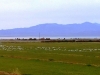 revisit-3-sonny-bono-wildlife-refuge-and-birds