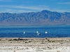 waterfowl-at-salton-sea