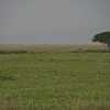 This is Serengeti