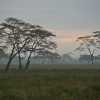 Morning mist in Serengeti