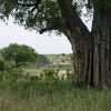baobab tree and elephants