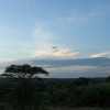 Serengeti plains in the evening light