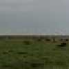Serengeti plains during wildebeest migration in 2008 panorama