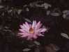 lotus flower in laos