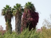 bougainvillea-taitaa-olla-loiskasvi