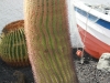 kaktukset-viihtyvat-kanarialla