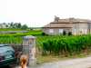 Grand Cru wine growing by the parking lot