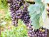 Grapes are just about to get ripe