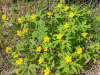 06-05-2020-yellow-wood-anemones-blooming-at-our-yard
