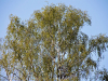 2019-04-27-birch-trees-got-their-leaves-very-early