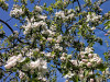 27-05-2020-our-apple-trees-start-blossoming
