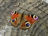 27-05-2020-peacock-butterfly-at-our-yard
