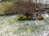 29-04-2020-spring-comes-in-various-forms
