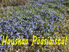 Hauskaa-PÃ¤Ã¤siÃ¤istÃ¤-skillojen-kukkiessa