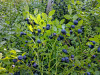 Mustikoita-on-PALJON-17-07-2020
