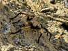 Tarantula-at-Frank-Bogert-Trail