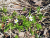 photo-of-today-2019-04-17-anemone-nemorosa